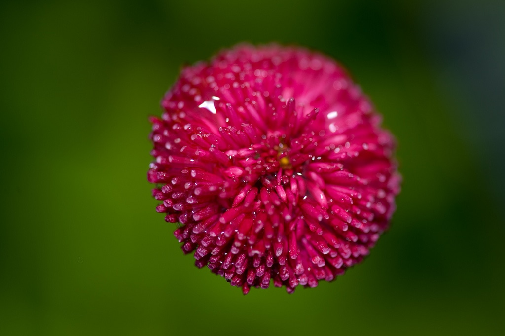 little flower bud courtesy FlickrCC tiltti