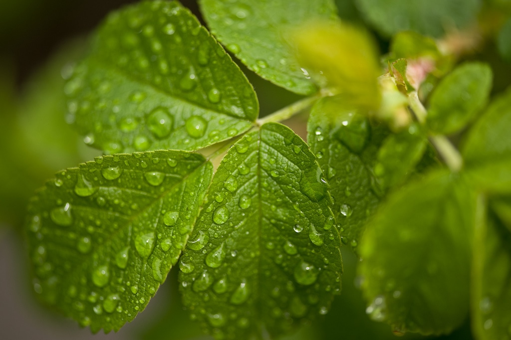 raindrops on leaves courtesy FlickrCC Lindsey Lewis