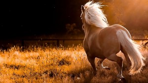 beautiful-horses-11